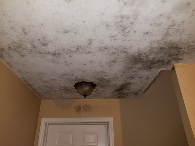 Mold infected ceiling